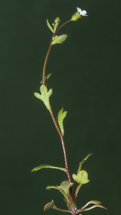 Fiore in paese:   Saxifraga tridactylites